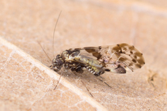 Trichadenotecnum majus