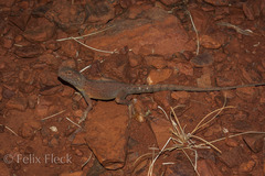 Ctenophorus caudicinctus