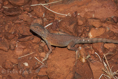 Ctenophorus caudicinctus