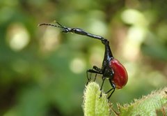 Trachelophorus giraffa