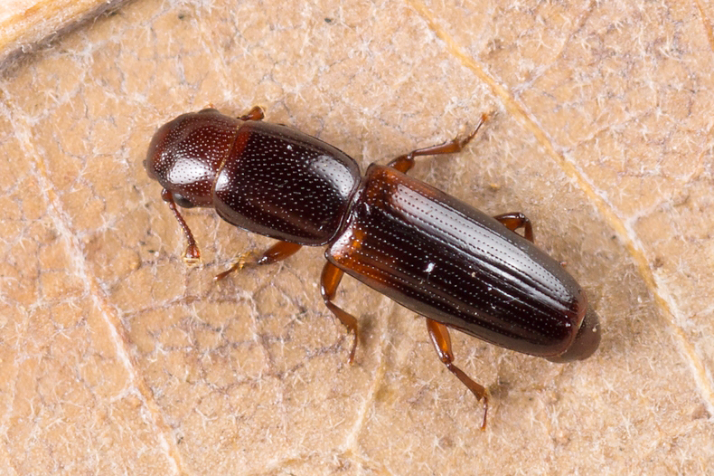 Rhizophagus nitidulus