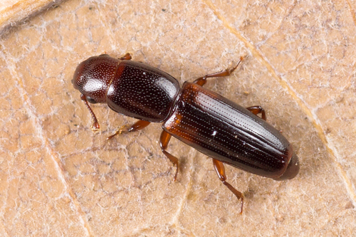 Rhizophagus nitidulus