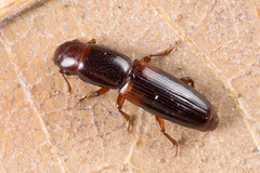 Rhizophagus nitidulus