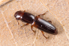 Rhizophagus nitidulus - Photo (c) Nikolai Vladimirov, some rights reserved (CC BY-NC), uploaded by Nikolai Vladimirov