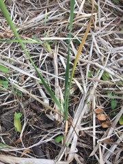 Typha orientalis