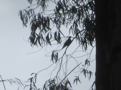 Patagioenas