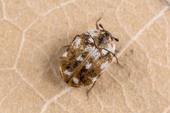Anthrenus picturatus