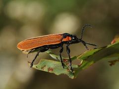 Rhinotia haemoptera