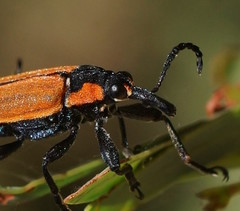 Rhinotia haemoptera