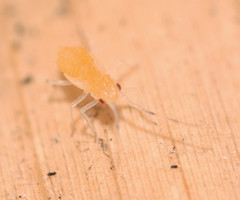 Takecallis arundinariae