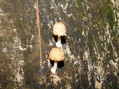 Fungi