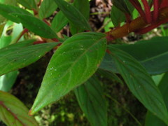Columnea schiedeana
