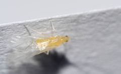 Takecallis arundinariae