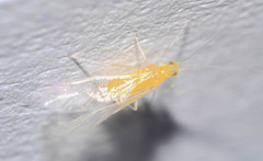 Takecallis arundinariae