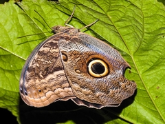 Caligo illioneus