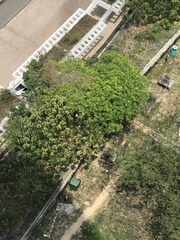 Angiospermae