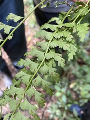 Asplenium gueinzianum