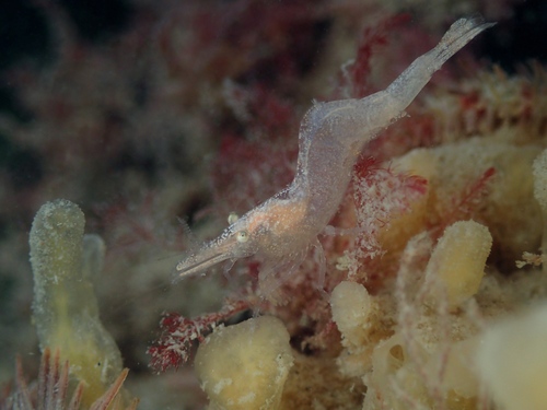 Chamaeleon Prawn, photo 7 of 9