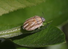 Homaemus parvulus