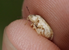 Homaemus parvulus