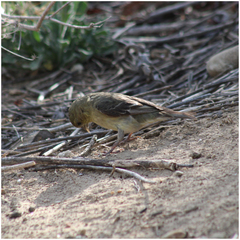 Spinus psaltria