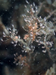 Eudendrium arbuscula