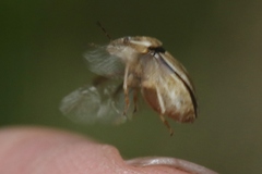 Homaemus parvulus