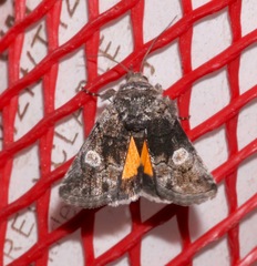 Copanarta aurea