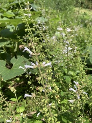 Salvia tashiroi