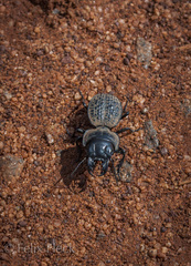 Philoscaphus