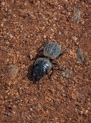 Philoscaphus