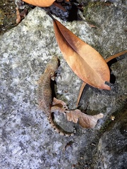 Hemiphyllodactylus hongkongensis