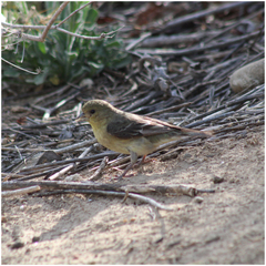 Spinus psaltria