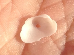 Basterotia elliptica