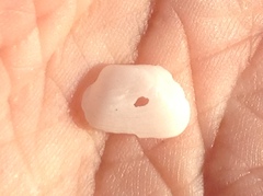 Basterotia elliptica