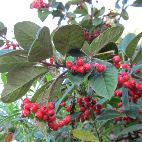 Cotoneaster coriaceus