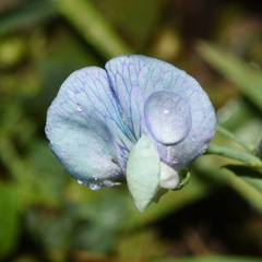 Lathyrus hirsutus