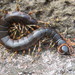Galápagos Centipede - Photo (c) juan_carlos_caicedo_hdz, some rights reserved (CC BY), uploaded by juan_carlos_caicedo_hdz