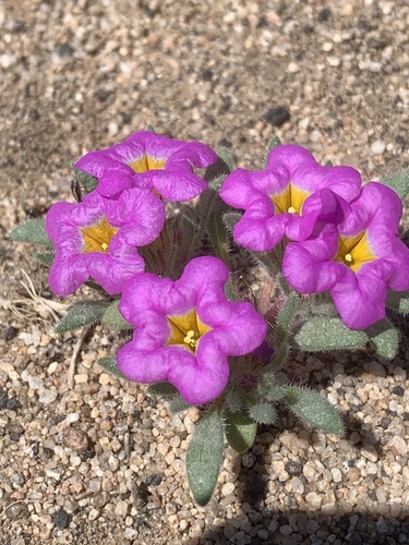 Ground nama (Nama aretioides)