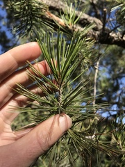 Pinus cembroides bicolor
