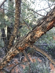 Pinus cembroides bicolor