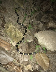 Black-Banded Cat-Eyed Snake photo 2