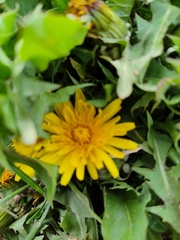 Taraxacum officinale