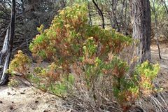 Olearia passerinoides