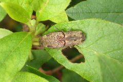Cryptalaus larvatus