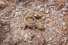 Ctenophorus caudicinctus