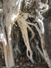 Ficus petiolaris