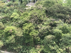 Magnoliopsida