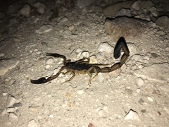 Centruroides gracilis