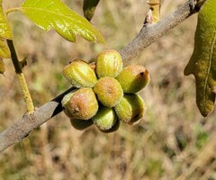 Andricus quercusformosus